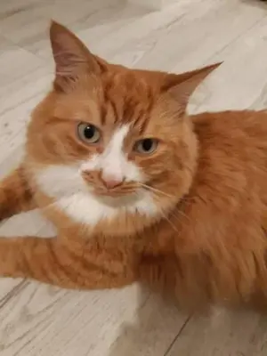 an orange and white cat laying on the floor at Nice private room in a three room apartment Free parking Feel like at home in Vilnius